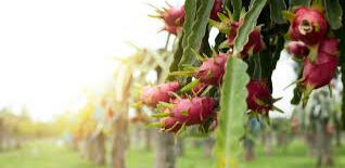 DFSA Dragon Fruit South Africa Plant Supply Farm and Home Nursery