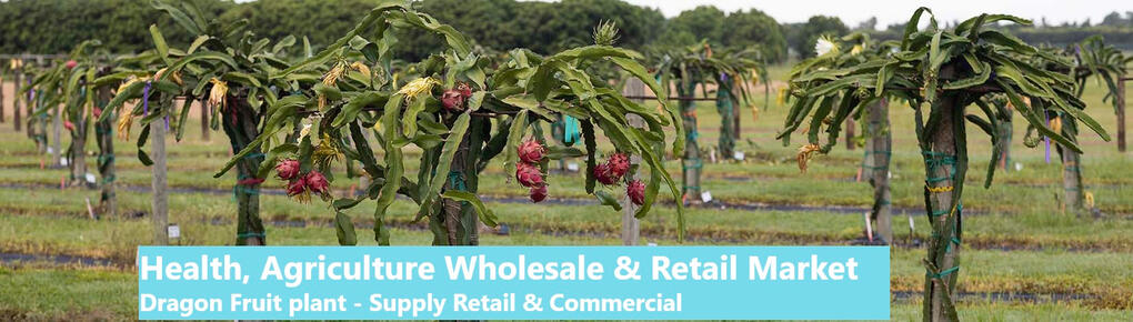 DFSA Dragon Fruit South Africa Plant Supply Farm and Home Nursery