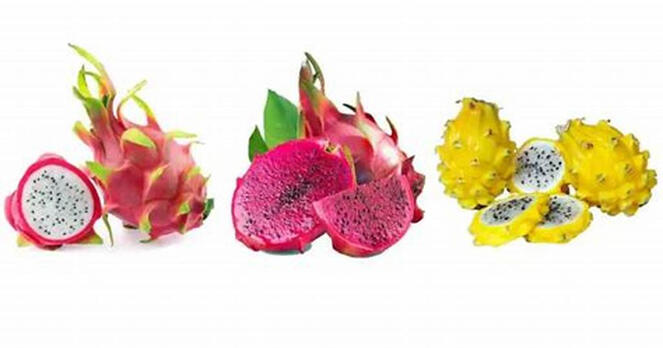 DFSA Dragon Fruit South Africa Plant Supply Farm and Home Nursery